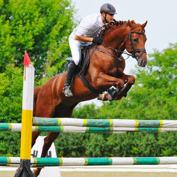 Equine Performance HNCs and HNDs